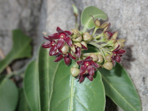 Vincetoxicum polyanthum Kuntze