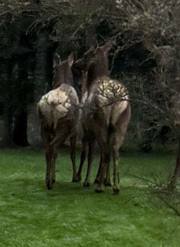 Roosevelt Elk observed by okamee