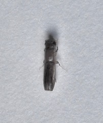 Euplatypus compositus