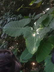 Xanthosoma sagittifolium