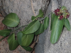 Vincetoxicum polyanthum
