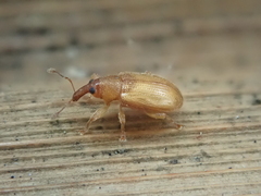 Neomycta pulicaris