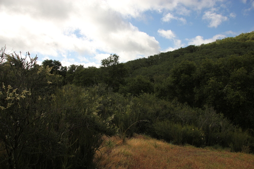 iNaturalist observation photo of chamise