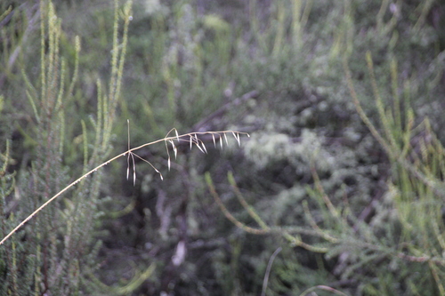 iNaturalist observation photo of Oats
