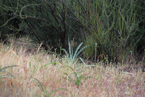 iNaturalist observation photo of wavy-leafed soap plant