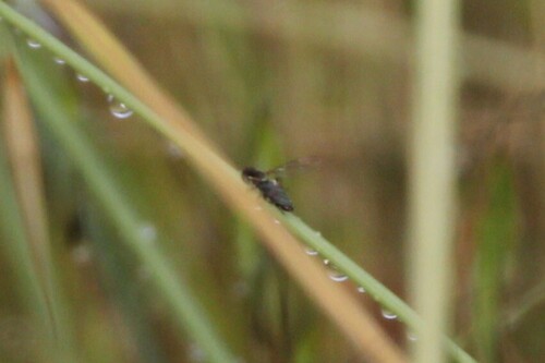 iNaturalist observation photo of Flies