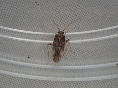 Chinamiris aurantiacus