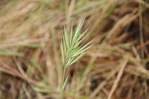 iNaturalist observation photo of bromes