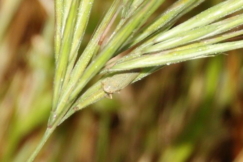 iNaturalist observation photo of Thamnotettix zelleri