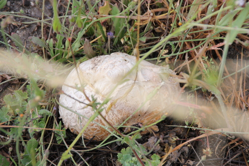 iNaturalist observation photo of Calvatia