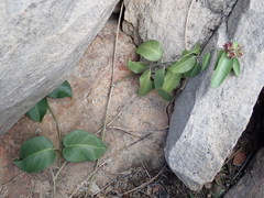 Vincetoxicum polyanthum