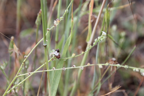 iNaturalist observation photo of Cynoglosseae