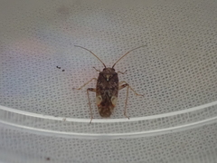 Chinamiris aurantiacus