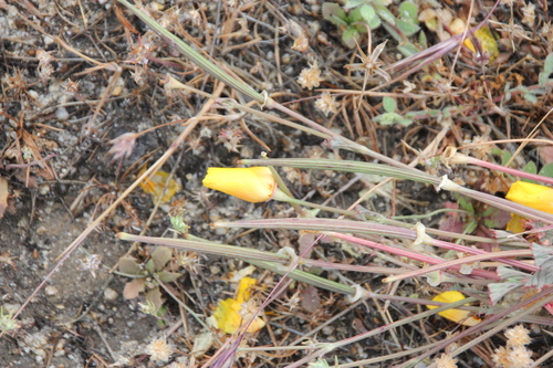 iNaturalist observation photo of Desert Poppies