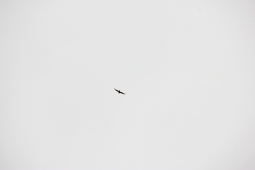 iNaturalist observation photo of Buteos