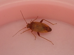 Chinamiris unicolor
