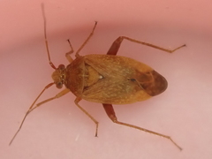 Chinamiris unicolor