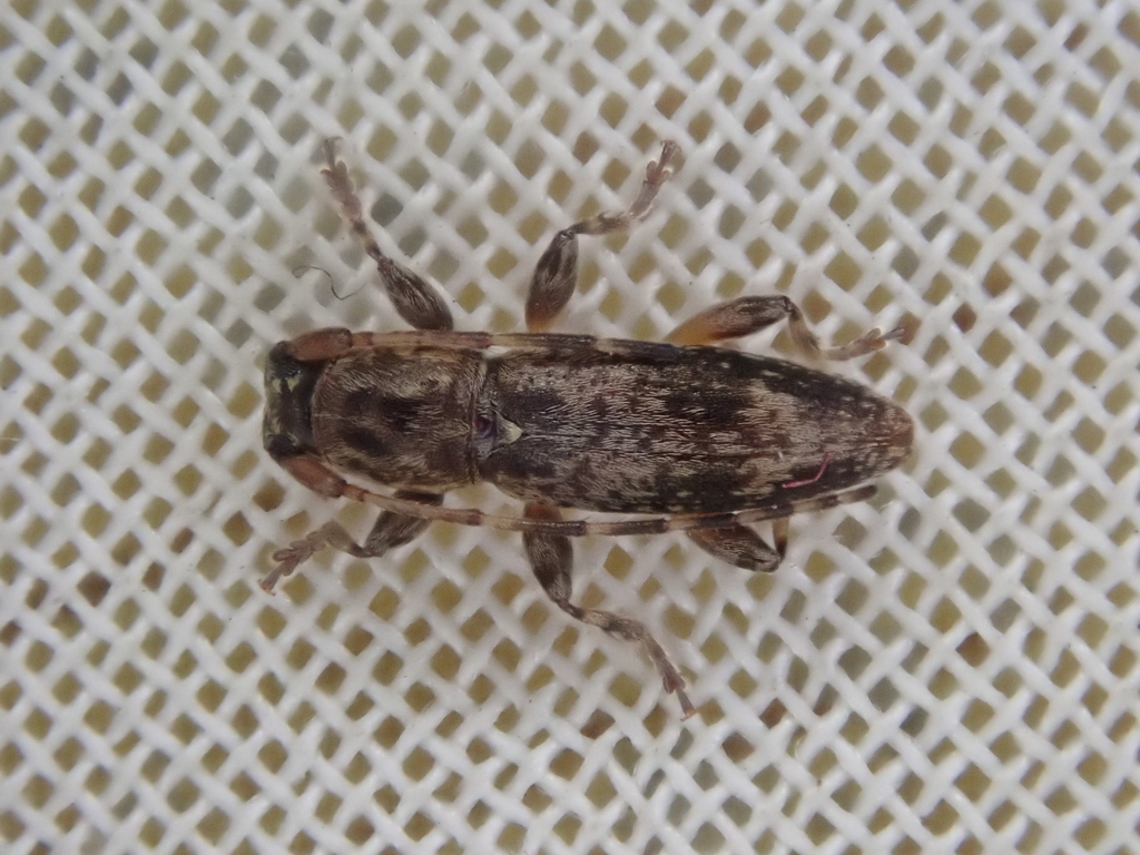 Spilotrogia pulchella