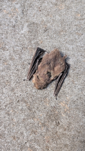 Eastern Red Bat observed by abenesh