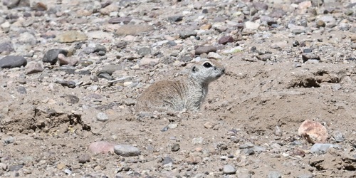 Round-tailed Ground Squirrel observed by geco4sea