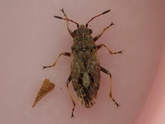 Rhypodes