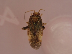 Chinamiris aurantiacus