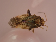 Chinamiris aurantiacus