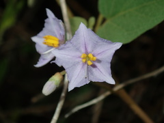 Solanum asymmetriphyllum