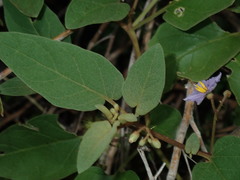 Solanum asymmetriphyllum