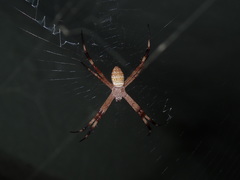 Argiope katherina