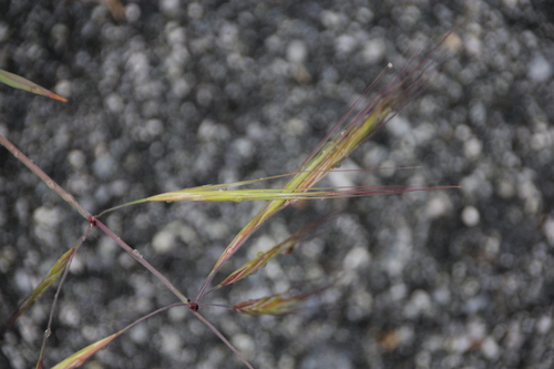 iNaturalist observation photo of bromes