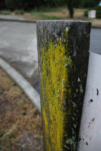 iNaturalist observation photo of Ascomycete Fungi