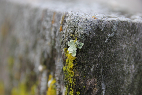 iNaturalist observation photo of Speckled Greenshield Lichens