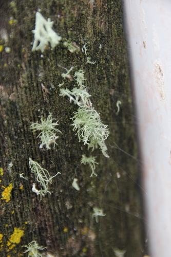 iNaturalist observation photo of Common Lichens