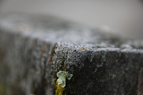 iNaturalist observation photo of button lichens, rosette lichens, and allies