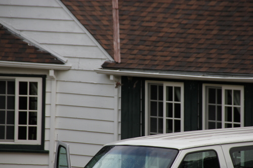 iNaturalist observation photo of House Finch