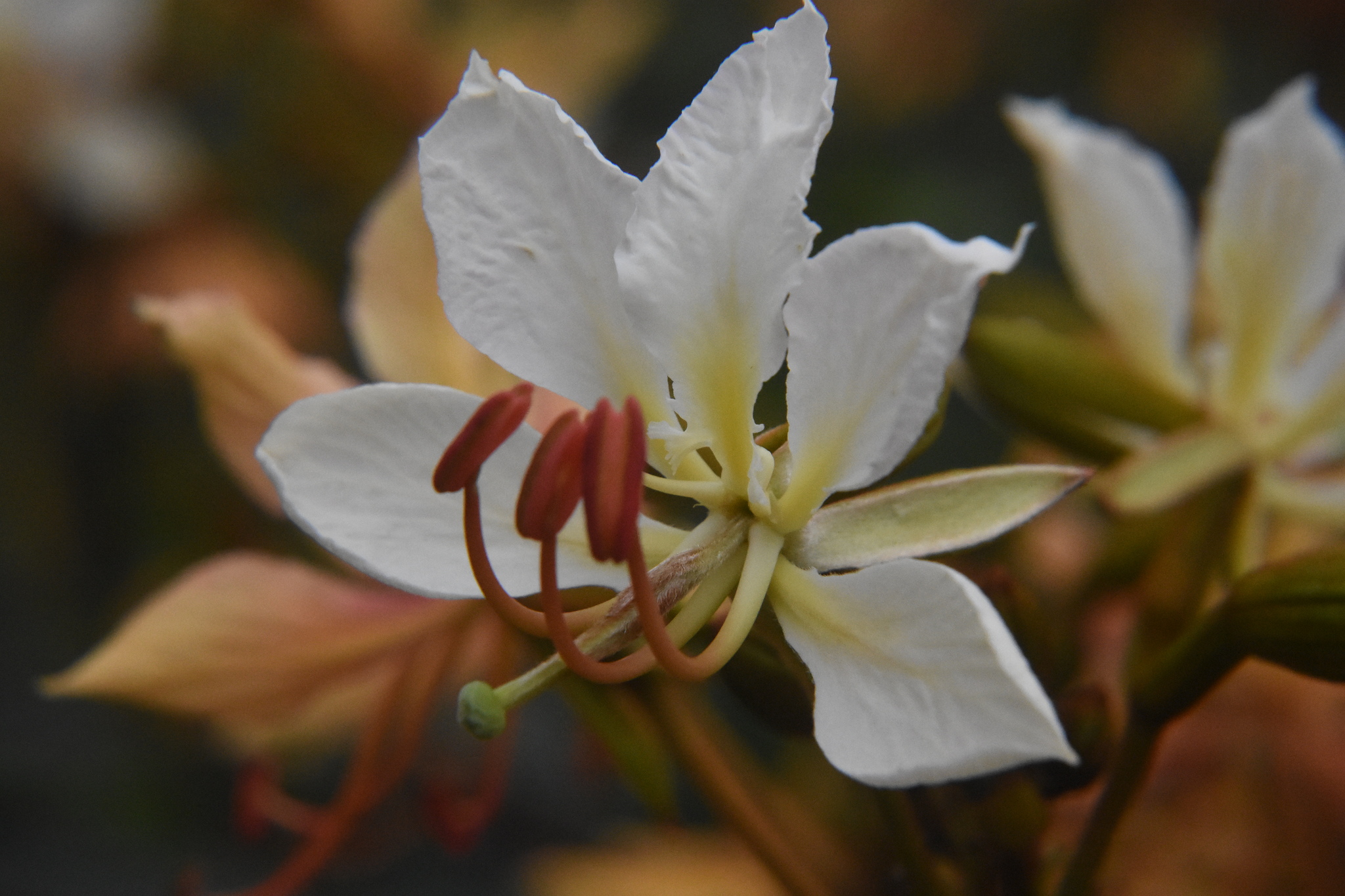 Phanera vahlii (Phanera vahlii)