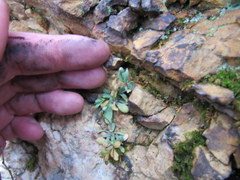 Holosteum umbellatum