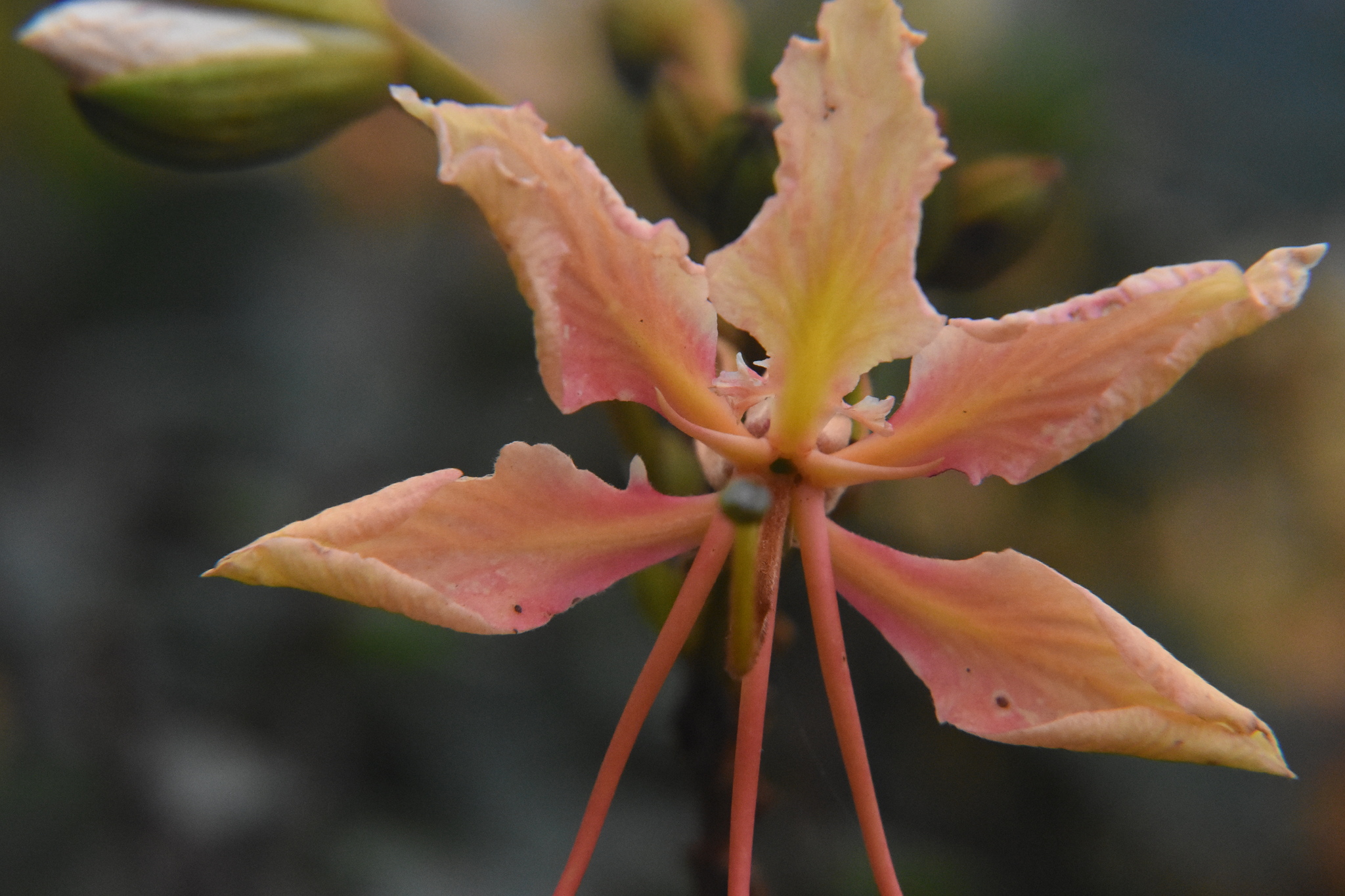 Phanera vahlii — ảnh 2