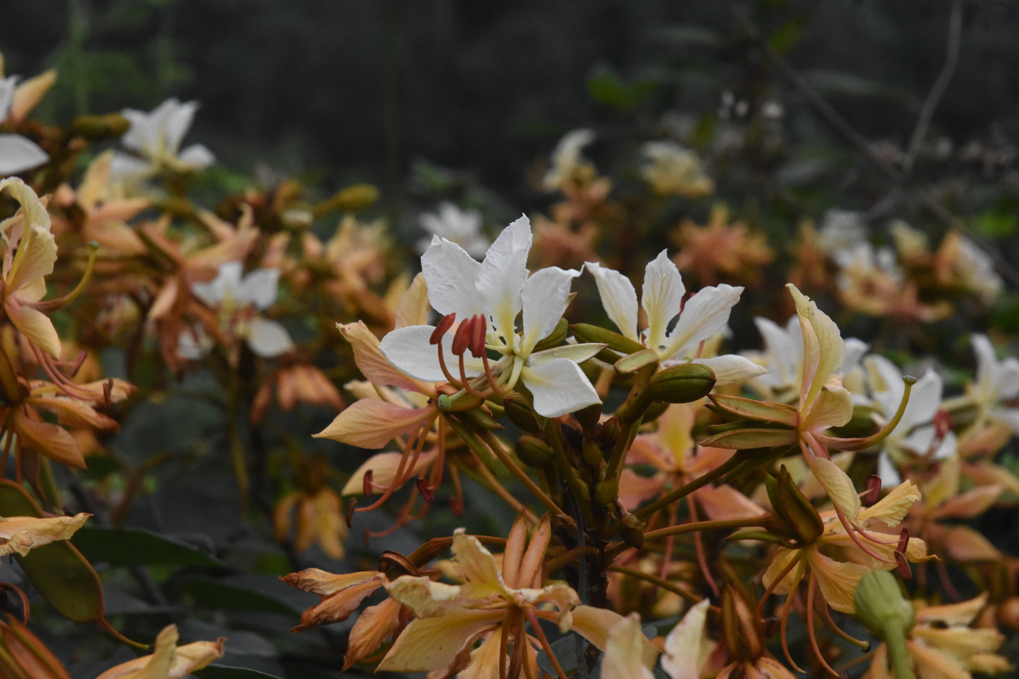 Phanera vahlii — ảnh 3