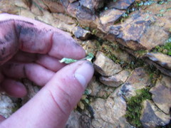 Holosteum umbellatum