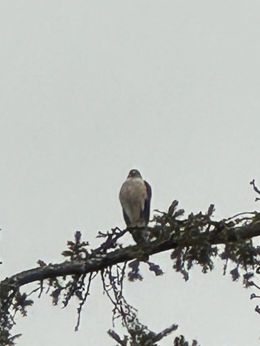 Sharp-shinned Hawk observed by yukonrifkind