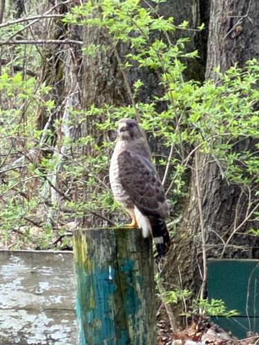 Broad-winged Hawk observed by mgsbrown