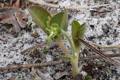 Euphorbia ipecacuanhae