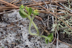 Euphorbia ipecacuanhae
