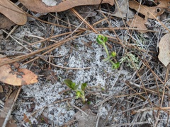 Euphorbia ipecacuanhae