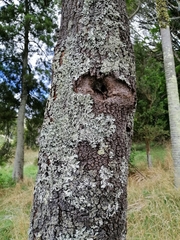 Nestegis montana