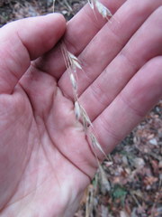 Bromus pubescens