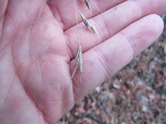 Bromus pubescens