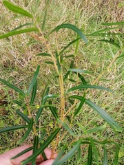 Nestegis montana